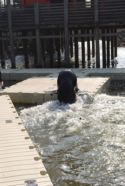 Schwimmsteg-Tierpark-Seelöwen-Pairi-Daiza-4