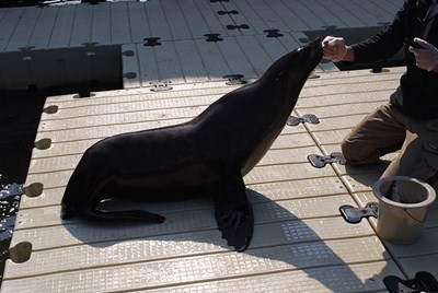 Schwimmsteg-Tierpark-Seelöwen-Pairi-Daiza-3